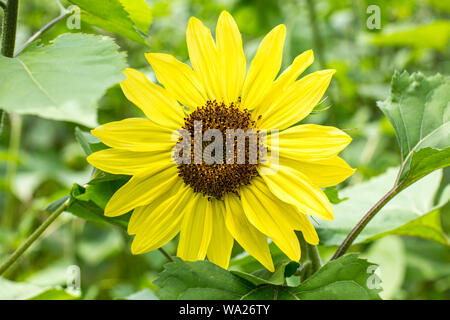 Tournesol Suntastic en pleine floraison Banque D'Images