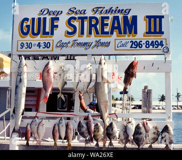 Un bateau de pêche en haute mer le capitaine affiche tous les poissons de la pêche sportive ont pris ses clients au cours de la journée la journée dans les eaux autour de Key West à l'extrémité ouest de la Florida Keys en Floride, USA. La tradition est d'accrocher le poisson frais sur le quai à la marina où le bateau de pêche est basée ainsi que les pêcheurs pourront admirer la variété des prises et que la charte bateau spécifique de tenter leur chance dans l'océan Atlantique ou le golfe du Mexique. Banque D'Images