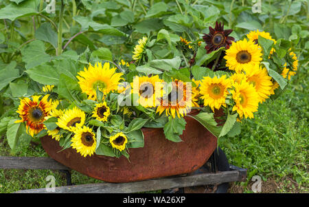 Un bouquet de tournesols Divers Banque D'Images