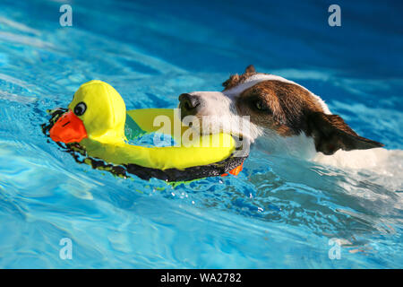 Jack Russell Terrier dog piscine en plein air avec la bouche en canard jaune Banque D'Images