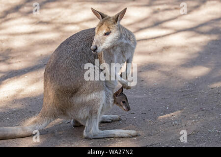 Wallaby agile avec Joey dans pouch Banque D'Images