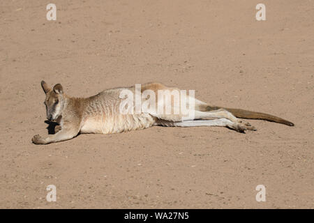 Wallaby agile, Macropus agilis, Australie Banque D'Images