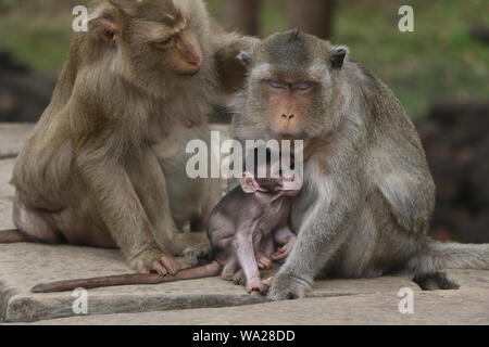 Trois singes macaques - deux singes adultes avec un petit singe - devant un temple à Siem Reap, Cambodge Banque D'Images