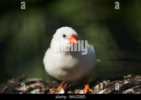 White zebra finch Banque D'Images