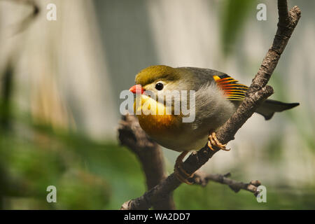 Red-billed leiothrix Banque D'Images
