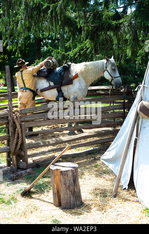 Un cheval de trait Percheron gris pommelé est sellé et sur l'affichage à Greenfield Village, au Musée Henry Ford à Dearborn, Michigan, USA Banque D'Images