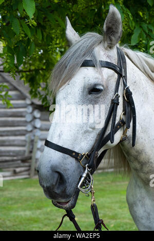 Un cheval de trait Percheron gris pommelé est sellé et sur l'affichage à Greenfield Village, au Musée Henry Ford à Dearborn, Michigan, USA Banque D'Images
