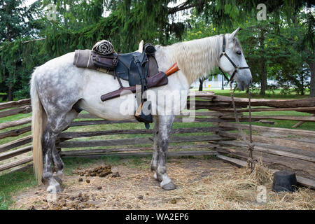 Un cheval de trait Percheron gris pommelé est sellé et sur l'affichage à Greenfield Village, au Musée Henry Ford à Dearborn, Michigan, USA Banque D'Images