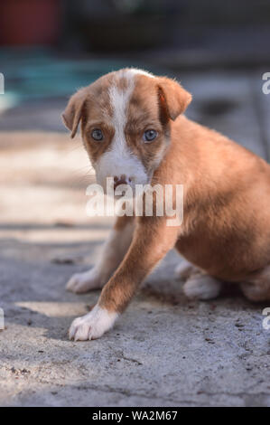 Chiot mignon assis à Mutt - avec les yeux gris Banque D'Images