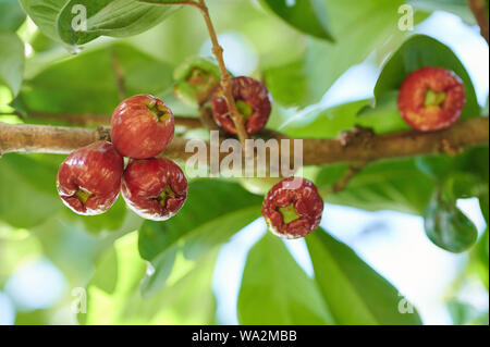 Cire Rouge pomme fruit hang groupe on tree branch Banque D'Images