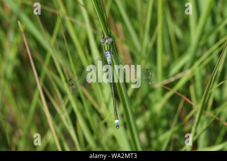 Un homme magnifique demoiselle d'Émeraude, Lestes sponsa, perché sur l'herbe. Banque D'Images