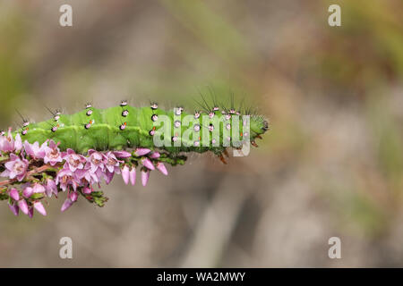 Un beau papillon Empereur Caterpillar, Saturnia pavonia, qui se nourrit d'une plante de bruyère. Banque D'Images