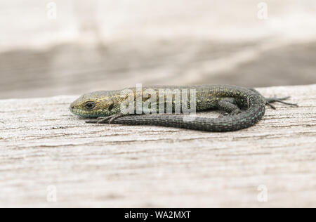 Un tout petit bébé Lézard commun, Zootoca vivipara, se réchauffer sur un trottoir de bois. C'est la taille d'un petit ver de terre. Banque D'Images