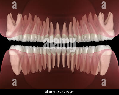 De la morphologie des maxillaires et mandibulaires et des dents gencives. Dent précise médicalement 3D illustration Banque D'Images