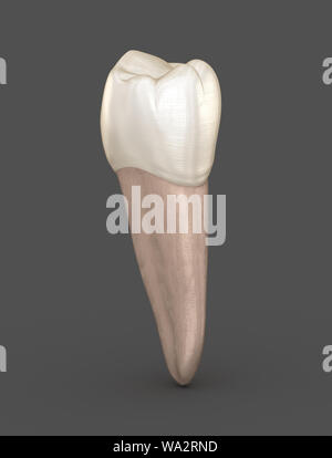 Anatomie dentaire - dent prémolaire mandibulaire Deuxième. Soins dentaires médicalement exacts 3D illustration Banque D'Images