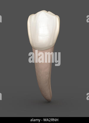 Anatomie dentaire - dent prémolaire mandibulaire Deuxième. Soins dentaires médicalement exacts 3D illustration Banque D'Images