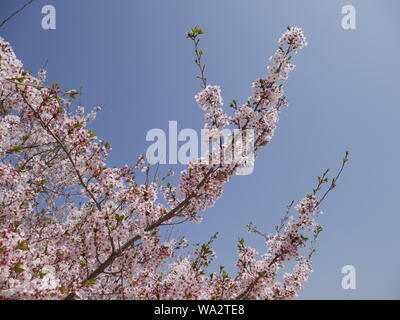 Un Japonais sakura cherry blossom tree branch couvert de fleurs roses. Au Japon, Sakura représente la saison de printemps. Banque D'Images