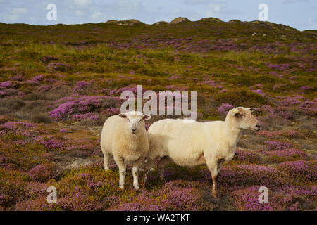 Deux moutons blancs dans la floraison rose heather. Paysage idyllique de la fin de l'été sur l'île de Sylt, en mer du Nord, de l'Allemagne. Copier l'espace. Banque D'Images