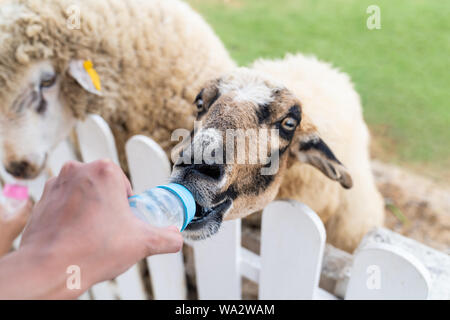 Close up hand est l'alimentation de bouteille de lait pour les moutons dans la ferme. Banque D'Images