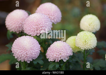 Chrysanthemum Banque D'Images