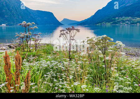 Belle vue sur Sognefjord pendant heure bleue avec des fleurs à l'avant de Skjolden Sogn og Fjordane county dans l'ouest de la Norvège Banque D'Images