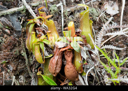 Nepenthes, ou de la sarracénie, passer de la tête au sommet de la falaise dans le parc national de Bako. Nepenthes sont des plantes carnivores, attraper les insectes principalement en ouvrant le petit couvercle en haut du tube et de les prendre dans le piège sous système. Banque D'Images