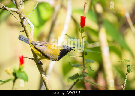 Une olive sunbird adossés à des appels dans les forêts humides de Sabah, Bornéo Malaisien Banque D'Images