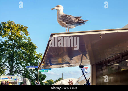 Mouette debout sur le stand de nourriture toit Wild Urban Bird Goull Stall Old Town Alter Strom Warnemunde Allemagne animal sauvage cherche de la nourriture pour la recherche d'oiseaux Banque D'Images