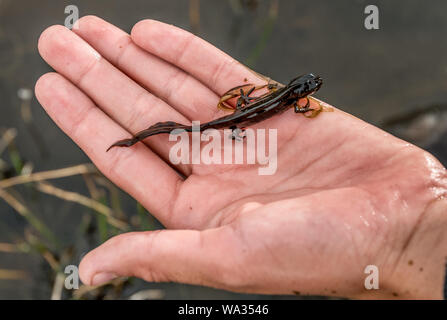 Une politique commune (newt Lissotriton vulgaris) dans une main. Banque D'Images