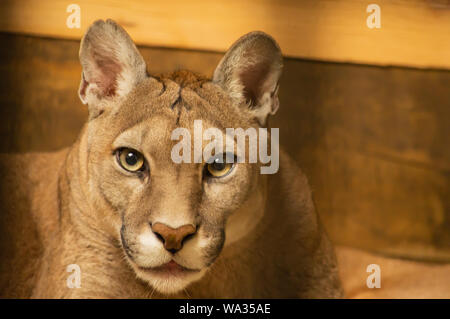 Portrait d'un puma Banque D'Images