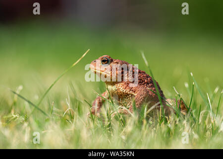 Un brown crapaud commun (Bufo bufo) dans l'herbe verte. Banque D'Images