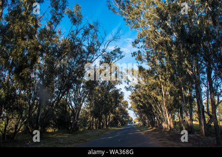 Paysage de campagne avec petite route bordée d'arbres en début de matinée. Le ciel est bleu avec peu de nuages. C'est très beau Banque D'Images