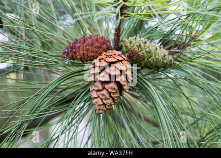 Pinus ponderosa, le pin ponderosa, le pin de Bull, nerf de cônes de pin on twig closeup Banque D'Images