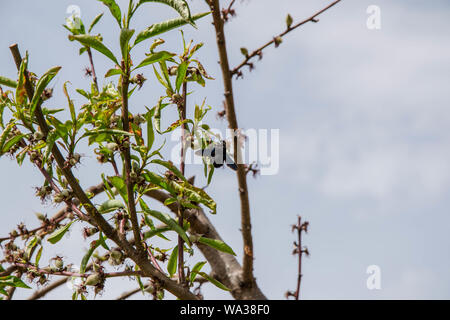 Deux insectes coléoptères violet foncé sur arbre fleurissant au printemps, les bourgeons des arbres, avec de plus en fruits, contre le ciel bleu Banque D'Images