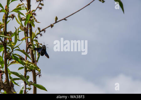 Deux insectes coléoptères violet foncé sur arbre fleurissant au printemps, les bourgeons des arbres, avec de plus en fruits, contre le ciel bleu Banque D'Images