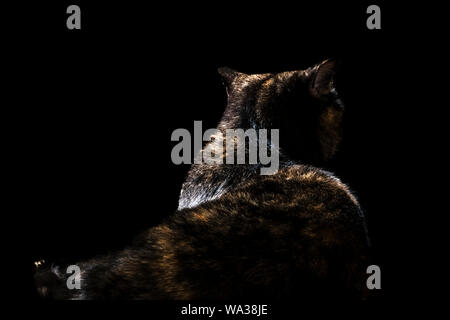 Beau chat de race écossaise se trouve avec son dos à la caméra isolé sur fond noir Banque D'Images