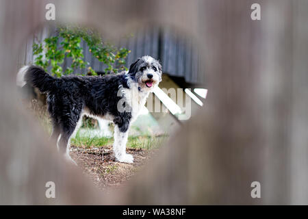 Un noir et blanc chien bordercollie vue à travers un trou en forme de cœur dans une porte en bois Banque D'Images