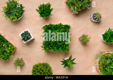 Schéma des différentes plantes en pot sur du papier craft Banque D'Images