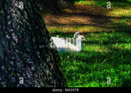 Mise au point sélective d'un peahen blanc sur l'herbe Banque D'Images