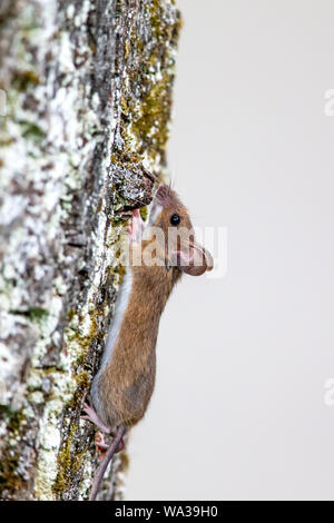 Souris en bois (Apodemus sylvaticus) escalade un arbre. Banque D'Images