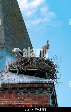 Close up de la cigogne en couple c'est leur nid sur le toit d'Guelpe Havelaue (tour de l'église) Banque D'Images