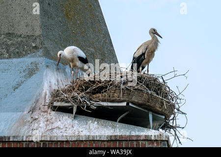 Close up de la cigogne en couple c'est leur nid sur le toit d'Guelpe Havelaue (tour de l'église) Banque D'Images