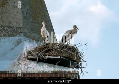 Close up de la cigogne en couple c'est leur nid sur le toit d'Guelpe Havelaue (tour de l'église) Banque D'Images