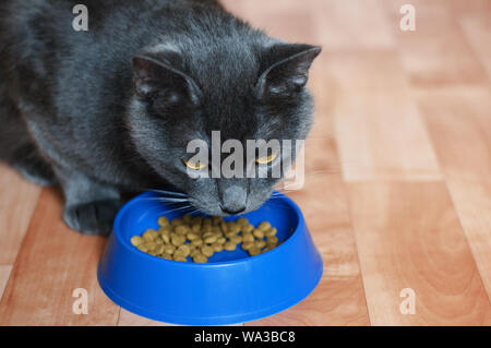 Chat gris mange des aliments secs à partir d'un bol en plastique bleu. Close-up. Banque D'Images