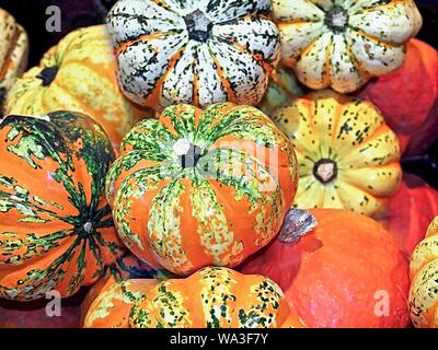 Mélange de citrouilles coloré sur un tas Banque D'Images