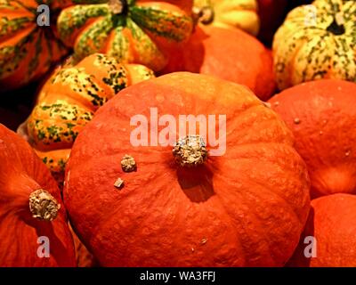 Mélange de citrouilles coloré sur un tas Banque D'Images