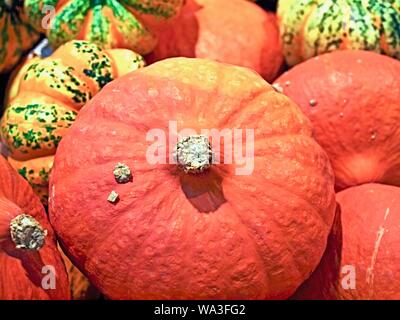 Mélange de citrouilles coloré sur un tas Banque D'Images