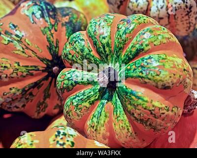 Mélange de citrouilles coloré sur un tas Banque D'Images