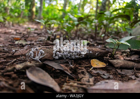 La nature de fond légèrement flou : champignons dans les jungles de l'Amazonie, l'Amérique du Sud Banque D'Images