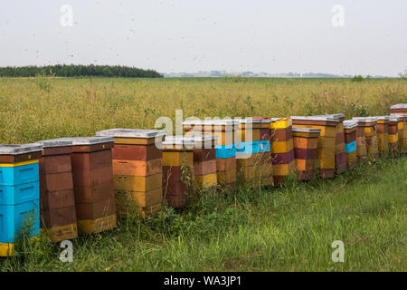 Rangée de ruches colorées dans le rucher sur le pré. Świętokrzyskie, Pologne Banque D'Images